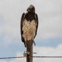 Martial Eagle-0482.jpg